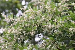 Lagerstroemia microcarpa